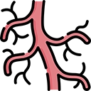 vascular